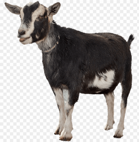 funny goat clipart freeuse library - goat Isolated Object with Transparency in PNG