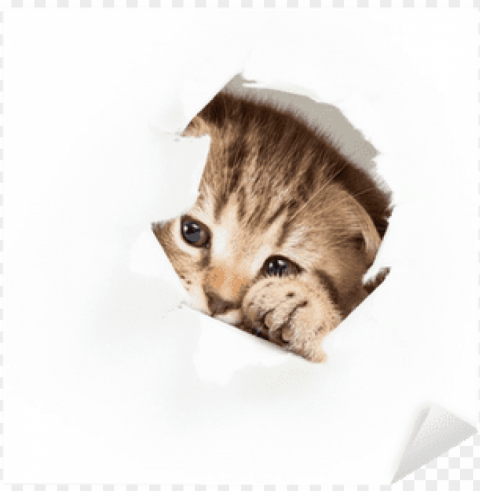 funny kitten looking out hole in torn paper sticker - cat PNG images with transparent elements
