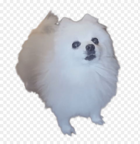 gabe the bork dog Transparent background PNG images complete pack