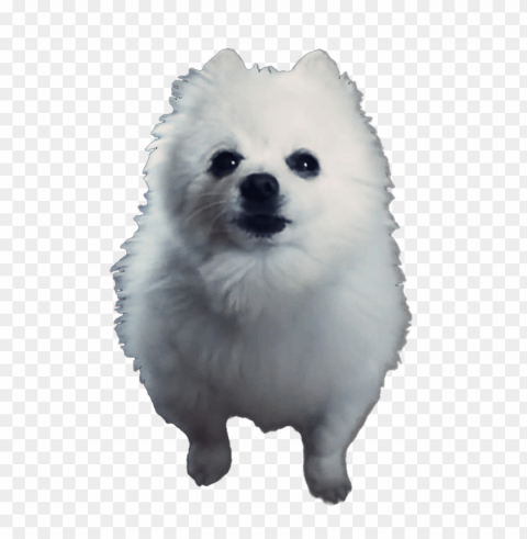 gabe the dog Transparent background PNG images comprehensive collection