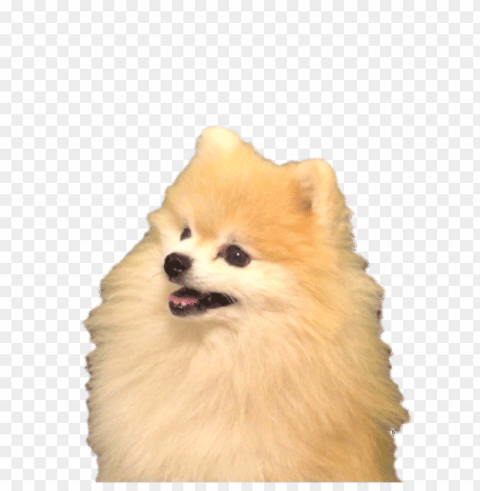 gabe the dog bork Transparent background PNG images selection