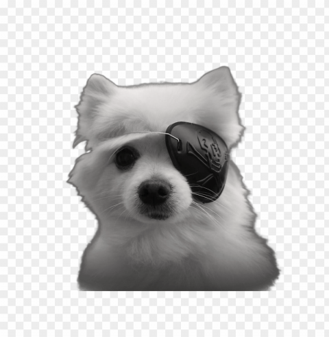 gabe the dog eyepatch Transparent Background PNG Isolated Art