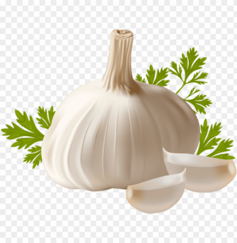 garlic Isolated Object on HighQuality Transparent PNG