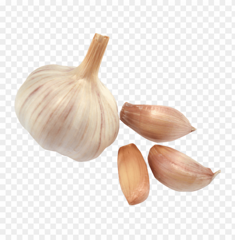 garlic Isolated Object on Transparent Background in PNG
