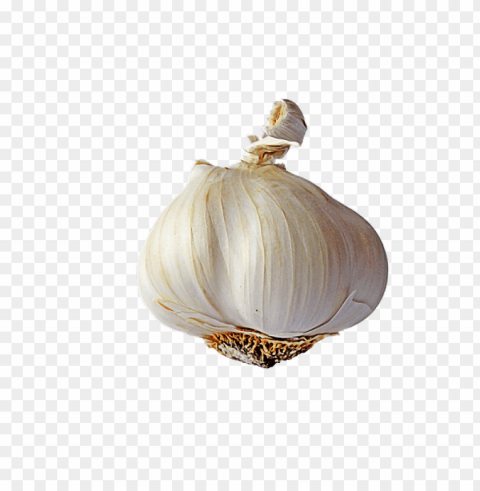 garlic Isolated PNG Graphic with Transparency