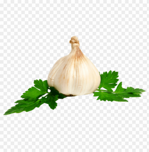 garlic Isolated PNG Image with Transparent Background