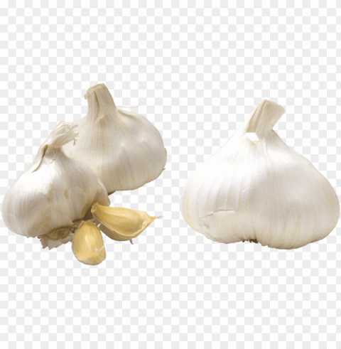 Garlic Isolated Subject In Transparent PNG Format