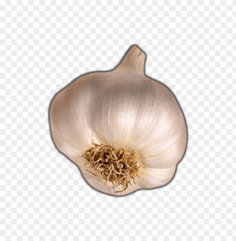 garlic Isolated Subject with Clear PNG Background