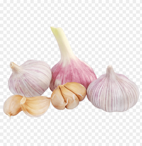 garlic Isolated Subject with Transparent PNG