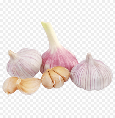 Garlic Isolated Subject With Transparent PNG