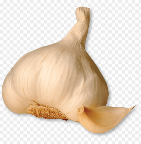 garlic png No-background PNGs PNG transparent with Clear Background ID e61c2660