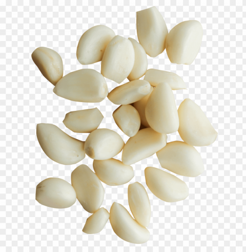 garlic PNG art