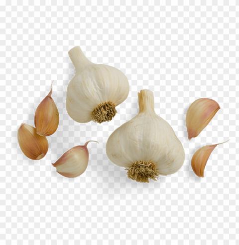 garlic PNG clear background