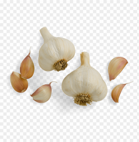 Garlic PNG Clear Background