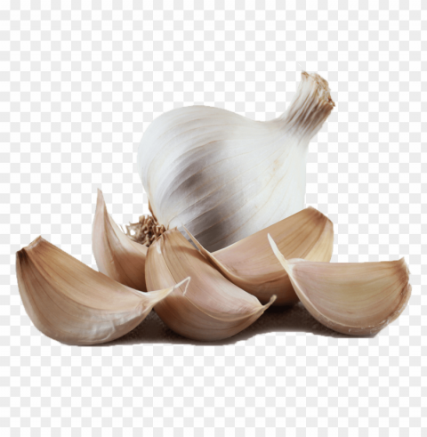 garlic PNG clipart with transparent background