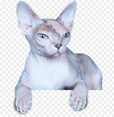 gato egipcio Clear Background Isolated PNG Icon