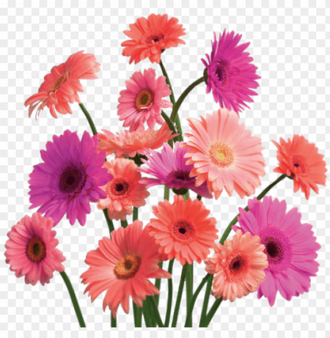 gerbera daisy cluster - mothers day flower sale Isolated Graphic Element in Transparent PNG