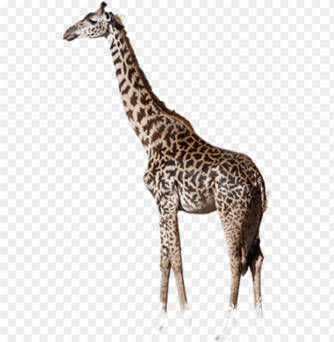 giraffe and elephant PNG Image with Isolated Graphic