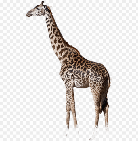 Giraffe And Elephant PNG Image With Isolated Graphic