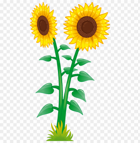 Girasoles Isolated Subject On HighResolution Transparent PNG