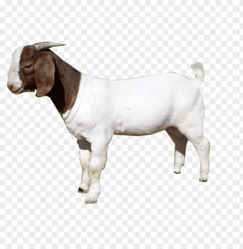 goat PNG no watermark
