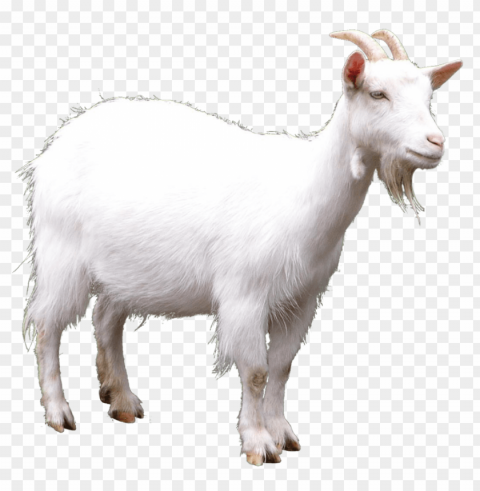 goat PNG objects