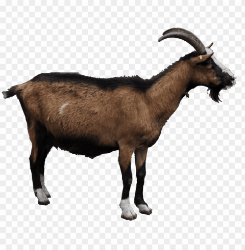 goat PNG pictures with alpha transparency