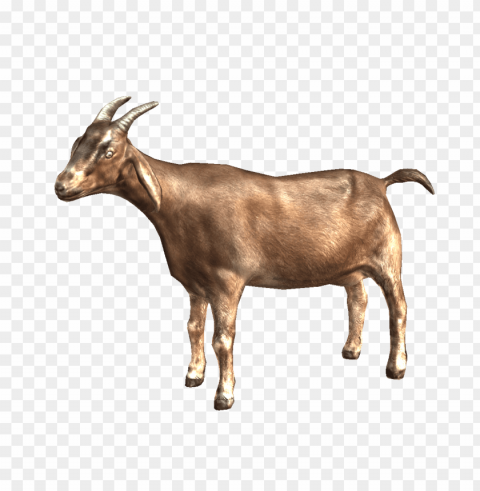 goat PNG pictures with no background