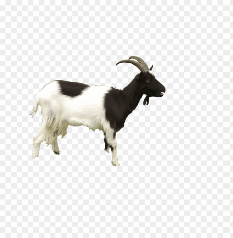 goat PNG pictures with no background required