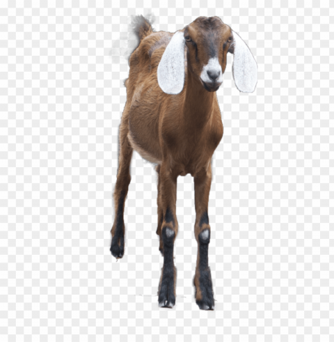 goat PNG pictures without background