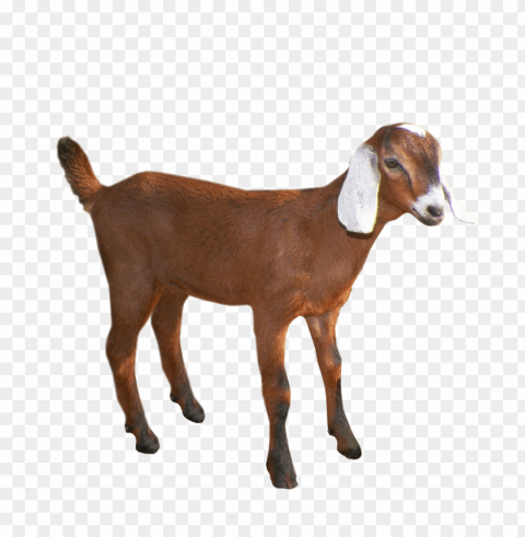 goat PNG transparent design diverse assortment