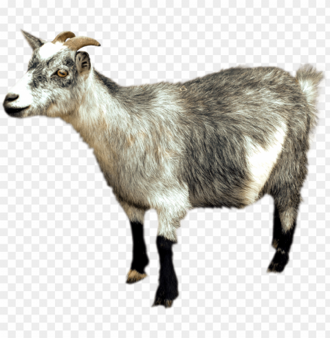 goat PNG transparent elements compilation