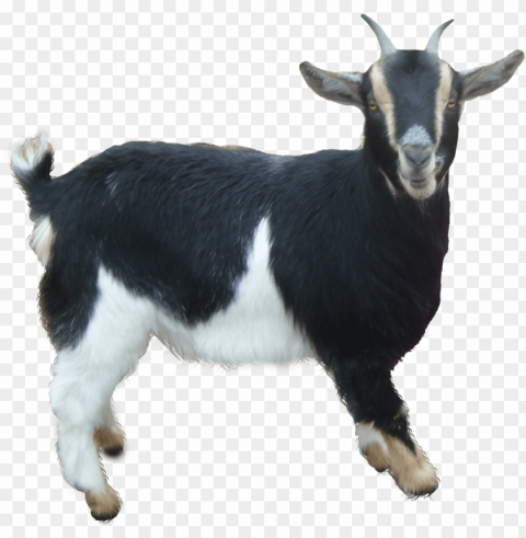 goat PNG transparent graphics comprehensive assortment