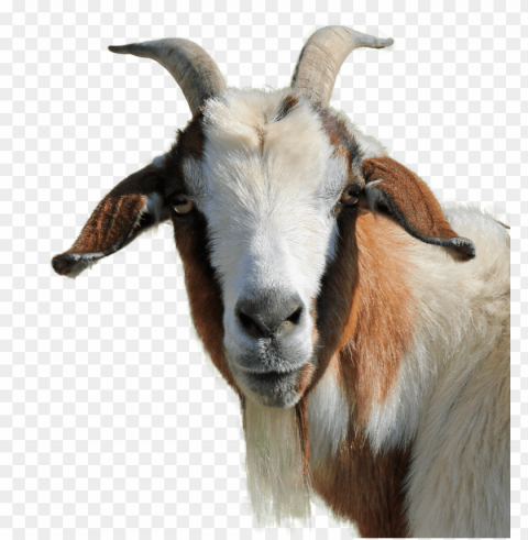 goat PNG transparent images extensive collection