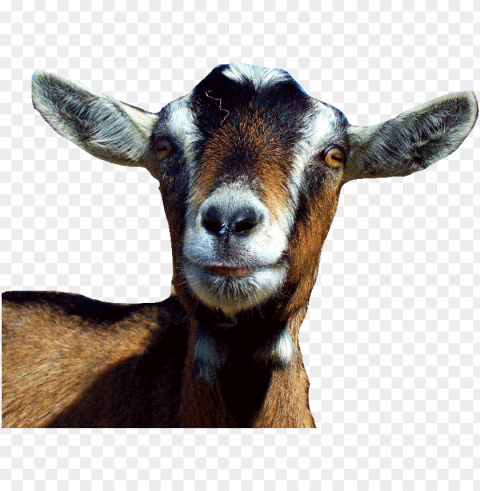goat PNG transparent photos library