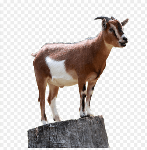 goat PNG transparent pictures for projects