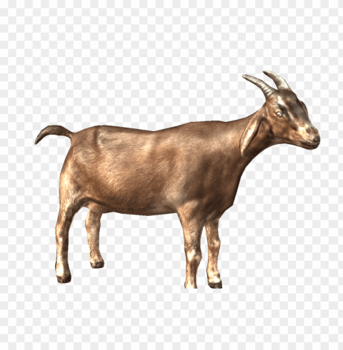 goat PNG with alpha channel for download