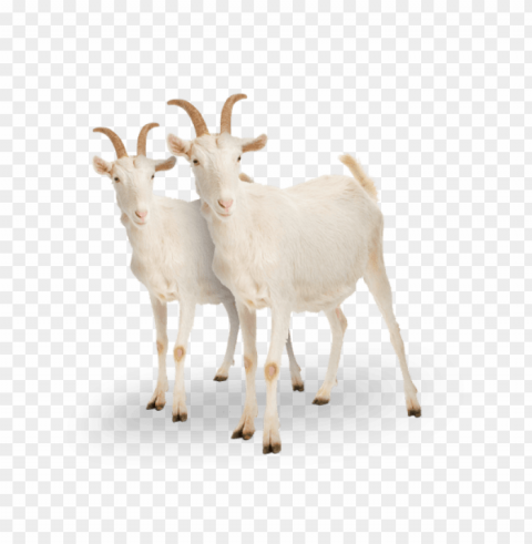 Goat PNG With Clear Overlay