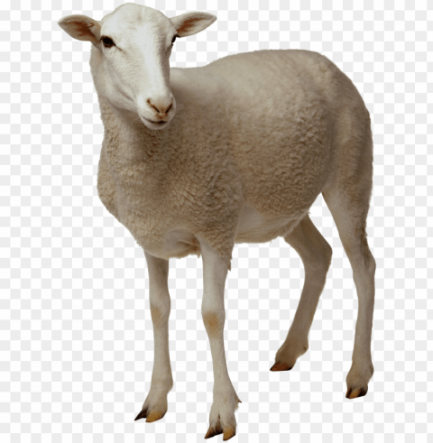 goat PNG with Isolated Transparency