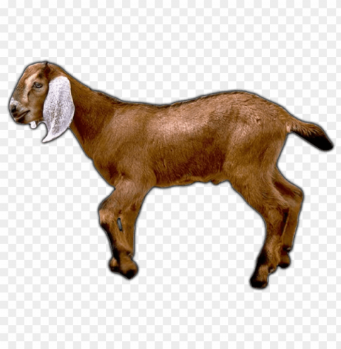 goat PNG with no background for free