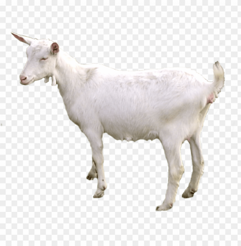 goat PNG pictures with alpha transparency