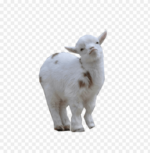 goat PNG pictures with no backdrop needed