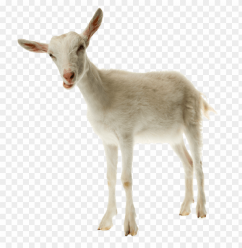 goat PNG transparent artwork PNG transparent with Clear Background ID e919ea86