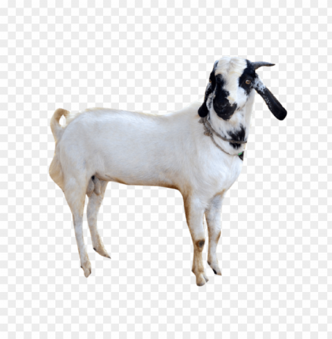 goat PNG transparent backgrounds