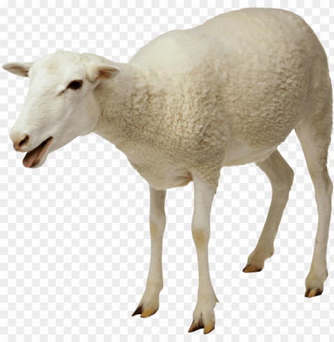 goat PNG transparent designs for projects PNG transparent with Clear Background ID 5dee49e5