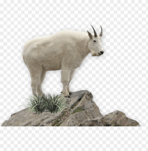 goat PNG transparent elements complete package