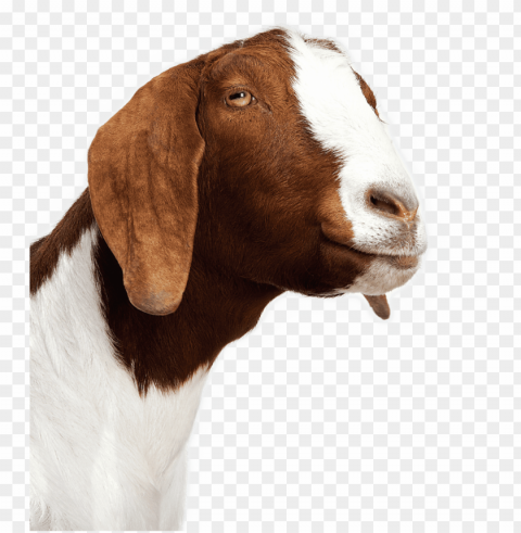 goat PNG transparent graphics for projects PNG transparent with Clear Background ID a22e66ae