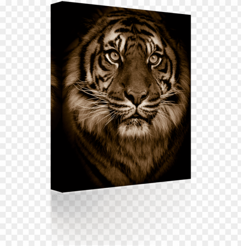 golden bengal tiger green eyes big cat zippo lighter PNG images transparent pack