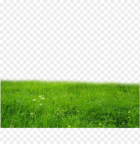 grass hd PNG images with no fees