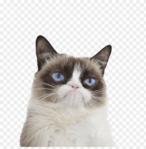 grumpy cat blue eyes PNG with transparent backdrop